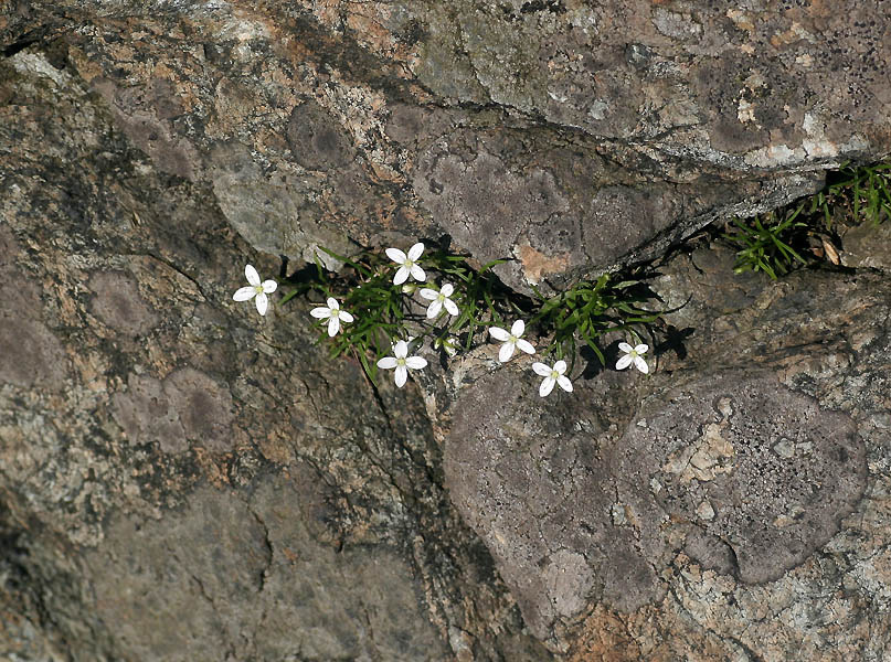Moehringia muscosa / Erba paglina